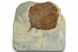 Fossil Leaf (Zizyphoides) - Montana #305970-1